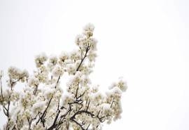 雪中梨花唯美高清桌面壁纸