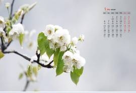 2019年5月雪中梨花唯美高清日历壁纸