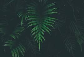 绿色植物高清摄影图片电脑壁纸