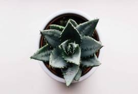 小清新绿色植物盆栽图片桌面壁纸