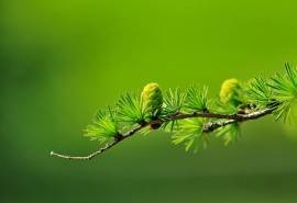 超清护眼绿色植物图片桌面壁纸