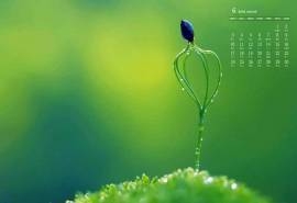 2019年6月绿色植物图片日历壁纸