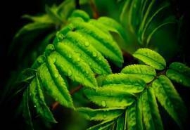 清新养眼绿色植物高清桌面壁纸