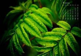 2019年6月养眼绿色植物日历壁纸
