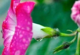 小清新植物花卉图片电脑壁纸