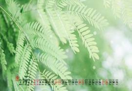 2019年7月护眼小清新桌面日历壁纸