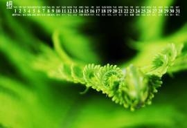 2019年8月绿色植物日历壁纸