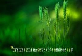 2019年9月绿色植物护眼高清桌面日历壁纸