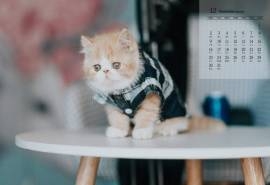 2019年12月呆萌小猫可爱高清日历壁纸