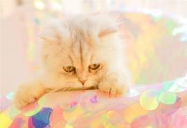 呆萌小猫咪高清桌面壁纸