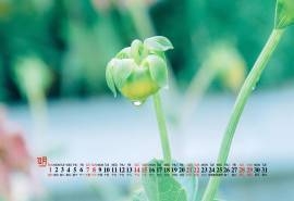 2019年12月花卉植物绿色桌面日历壁纸