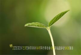 2019年12月绿叶嫩芽护眼桌面日历壁纸