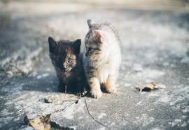 超可爱的小猫咪图片桌面壁纸
