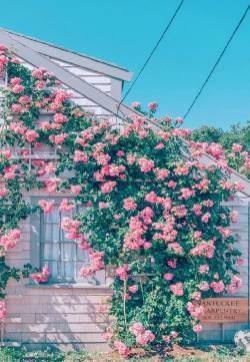 花团锦簇唯美风景图片手机壁纸
