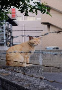 萌系小猫摄影高清手机壁纸