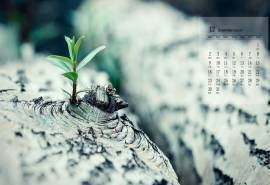 2019年12月小清新绿色嫩芽日历壁纸