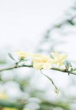 小清新护眼雏菊图片手机壁纸