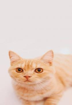 萌宠小猫咪可爱高清手机壁纸