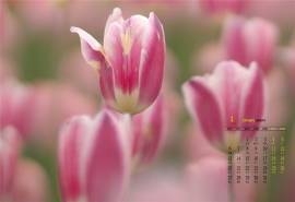 2020年1月郁金香唯美高清日历壁纸