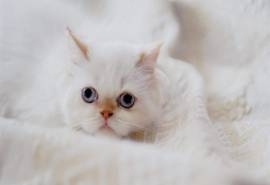 治愈系小猫可爱高清桌面壁纸