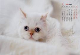 2020年1月治愈系小猫可爱高清日历壁纸