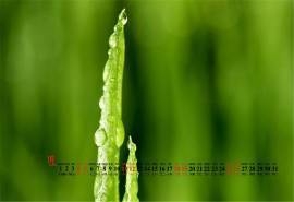 2020年1月绿色嫩芽护眼桌面日历壁纸