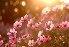 唯美花海风景图片高清电脑壁纸