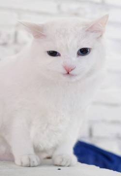 可爱萌宠小猫咪手机壁纸