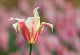 清新唯美郁金香花卉桌面壁纸