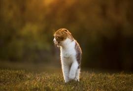 调皮可爱的猫咪图片桌面壁纸