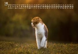 2020年3月可爱猫咪图片日历壁纸