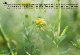 2020年4月绿色植物图片日历壁纸