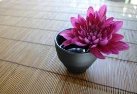 清新淡雅菊花图片桌面壁纸