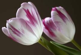 郁金香花卉唯美图片桌面壁纸