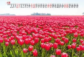 2020年4月唯美郁金香图片日历壁纸