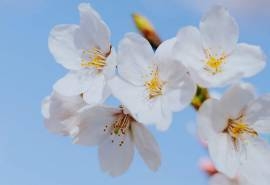 春光中的风景樱花图片桌面壁纸