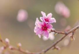 小清新淡雅花卉图片电脑壁纸