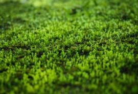 绿色苔藓植物图片高清电脑壁纸