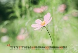 2020年6月护眼绿色植物桌面日历壁纸
