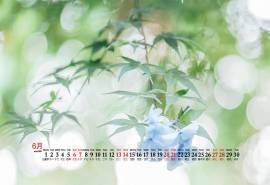 2020年6月绿叶蓝天清新桌面日历壁纸