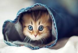 呆萌可爱的小猫咪桌面壁纸