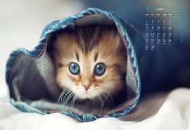 2020年6月呆萌可爱的小猫咪日历壁纸