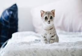 超萌小奶猫图片桌面壁纸