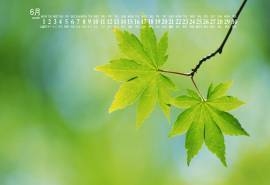 2020年6月小清新绿色植物日历壁纸