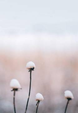 唯美冬日雪景图片手机壁纸