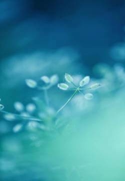 小清新绿色植物图片手机壁纸