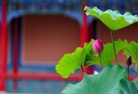 二十四节气夏至电脑壁纸