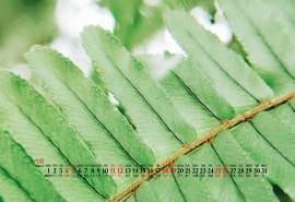 2020年7月自然风景高清护眼桌面日历壁纸