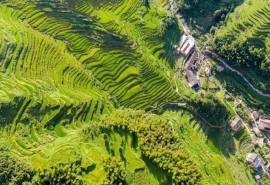 绿色护眼梯田风景图片桌面壁纸