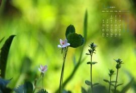 2020年7月小清新绿色植物日历壁纸